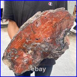 38.9lb Rare Natural petrified wood rough Wood fossil mineral specimen healing