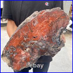 38.9lb Rare Natural petrified wood rough Wood fossil mineral specimen healing