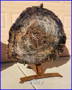 38 Fossil Petrified Wood Round With Display Stand Arizona Chinle Formation