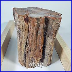 3925g Polished PETRIFIED WOOD BRANCH Fossil Madagascar A2397