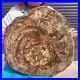 39_6LB_Natural_petrified_wood_fossil_crystal_polished_slice_Madagascar_1121_01_ls
