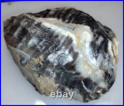 3LB 1oz RARE UV AAA Opalized Petrified Wood Rough From Blue Mountains, OR #600