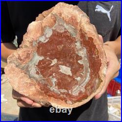 3.2LB Rare red Natural petrified wood rough Wood fossil mineral specimen healing
