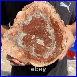 3.2LB Rare red Natural petrified wood rough Wood fossil mineral specimen healing