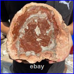 3.2LB Rare red Natural petrified wood rough Wood fossil mineral specimen healing