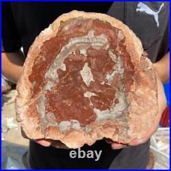 3.2LB Rare red Natural petrified wood rough Wood fossil mineral specimen healing