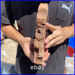3.2LB Rare red Natural petrified wood rough Wood fossil mineral specimen healing