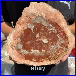 3.2LB Rare red Natural petrified wood rough Wood fossil mineral specimen healing