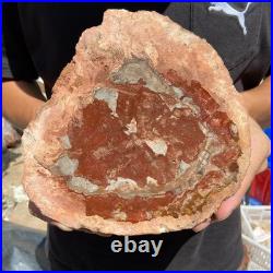 3.2LB Rare red Natural petrified wood rough Wood fossil mineral specimen healing