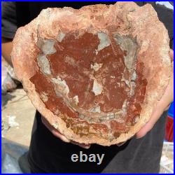 3.2LB Rare red Natural petrified wood rough Wood fossil mineral specimen healing