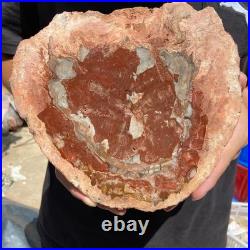 3.2LB Rare red Natural petrified wood rough Wood fossil mineral specimen healing