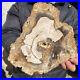 3_2lb_Rare_Natural_petrified_wood_rough_Wood_fossil_mineral_specimen_healing_01_rto
