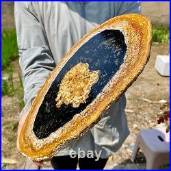 3.35LB Large Natural Petrified Wood Crystal Fossil Slice Shape Specimen Healing