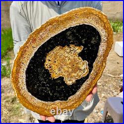 3.35LB Large Natural Petrified Wood Crystal Fossil Slice Shape Specimen Healing