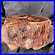 3_3LB_Rare_Natural_petrified_wood_rough_Wood_fossil_mineral_specimen_healing_01_bfi