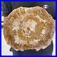 3_3lb_Rare_Natural_petrified_wood_rough_Wood_fossil_mineral_specimen_healing_01_caxa