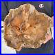 3_3lb_Rare_Natural_petrified_wood_rough_Wood_fossil_mineral_specimen_healing_01_ne