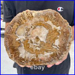 3.3lb Rare Natural petrified wood rough Wood fossil mineral specimen healing