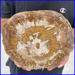 3.3lb Rare Natural petrified wood rough Wood fossil mineral specimen healing