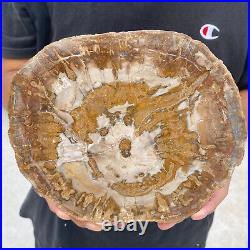 3.3lb Rare Natural petrified wood rough Wood fossil mineral specimen healing