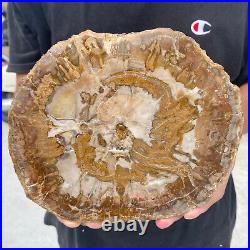 3.3lb Rare Natural petrified wood rough Wood fossil mineral specimen healing