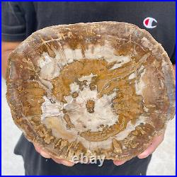 3.3lb Rare Natural petrified wood rough Wood fossil mineral specimen healing