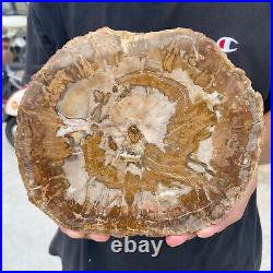 3.3lb Rare Natural petrified wood rough Wood fossil mineral specimen healing