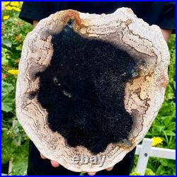 3.4LB Large Natural Petrified Wood Crystal Fossil Slice Shape Specimen Healing 3.4LB Large Natural Petrified Wood Crystal Fossil Slice Shape Specimen Healing