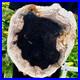 3_4LB_Large_Natural_Petrified_Wood_Crystal_Fossil_Slice_Shape_Specimen_Healing_01_wd