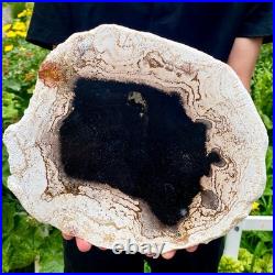3.4LB Large Natural Petrified Wood Crystal Fossil Slice Shape Specimen Healing 3.4LB Large Natural Petrified Wood Crystal Fossil Slice Shape Specimen Healing