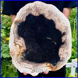 3.4LB Large Natural Petrified Wood Crystal Fossil Slice Shape Specimen Healing 3.4LB Large Natural Petrified Wood Crystal Fossil Slice Shape Specimen Healing