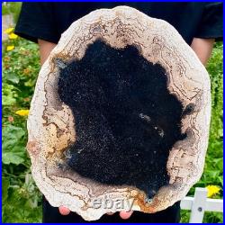 3.4LB Large Natural Petrified Wood Crystal Fossil Slice Shape Specimen Healing 3.4LB Large Natural Petrified Wood Crystal Fossil Slice Shape Specimen Healing
