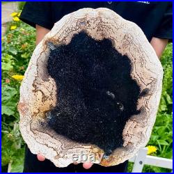 3.4LB Large Natural Petrified Wood Crystal Fossil Slice Shape Specimen Healing 3.4LB Large Natural Petrified Wood Crystal Fossil Slice Shape Specimen Healing