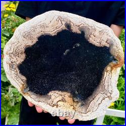 3.4LB Large Natural Petrified Wood Crystal Fossil Slice Shape Specimen Healing 3.4LB Large Natural Petrified Wood Crystal Fossil Slice Shape Specimen Healing