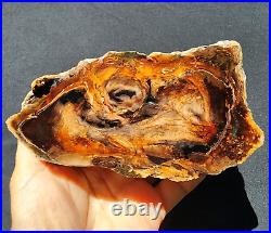 3.58 lbs (1.62 kg) Petrified Wood Pair, Fossil Wood, Pet Wood, Agate Wood