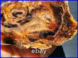 3.58 lbs (1.62 kg) Petrified Wood Pair, Fossil Wood, Pet Wood, Agate Wood