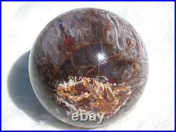 3.5 Petrified Palm Root Sphere Rare Fossil Plant Stone Ball California