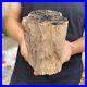 3_5lb_Rare_Natural_petrified_wood_rough_Wood_fossil_mineral_specimen_healing_01_lii