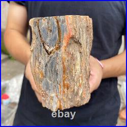 3.5lb Rare Natural petrified wood rough Wood fossil mineral specimen healing