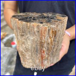 3.5lb Rare Natural petrified wood rough Wood fossil mineral specimen healing