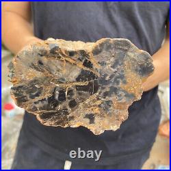 3.5lb Rare Natural petrified wood rough Wood fossil mineral specimen healing