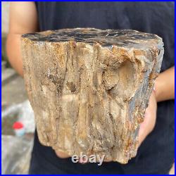 3.5lb Rare Natural petrified wood rough Wood fossil mineral specimen healing