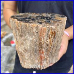 3.5lb Rare Natural petrified wood rough Wood fossil mineral specimen healing