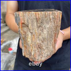 3.5lb Rare Natural petrified wood rough Wood fossil mineral specimen healing