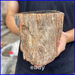 3.5lb Rare Natural petrified wood rough Wood fossil mineral specimen healing