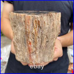 3.5lb Rare Natural petrified wood rough Wood fossil mineral specimen healing