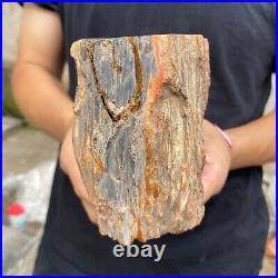 3.5lb Rare Natural petrified wood rough Wood fossil mineral specimen healing