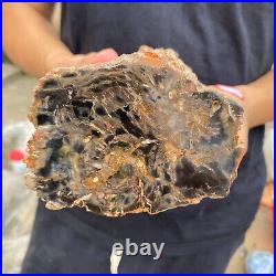 3.5lb Rare Natural petrified wood rough Wood fossil mineral specimen healing