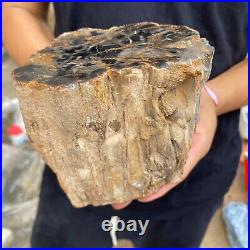 3.5lb Rare Natural petrified wood rough Wood fossil mineral specimen healing