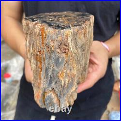 3.5lb Rare Natural petrified wood rough Wood fossil mineral specimen healing